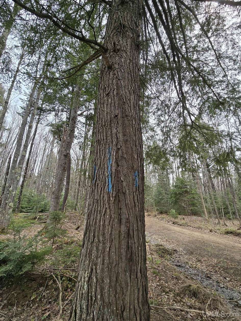 10.5 Acres of Recreational Land for Sale in Nisula, Michigan