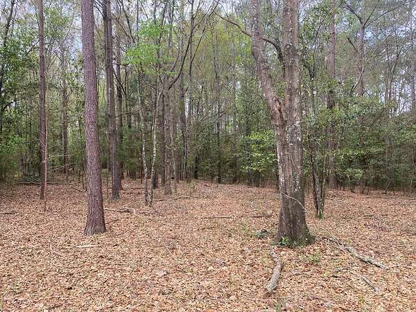 19.4 Acres of Land for Sale in Nashville, Georgia