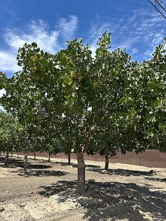 21.5 Acres of Agricultural Land for Sale in Stratford, California