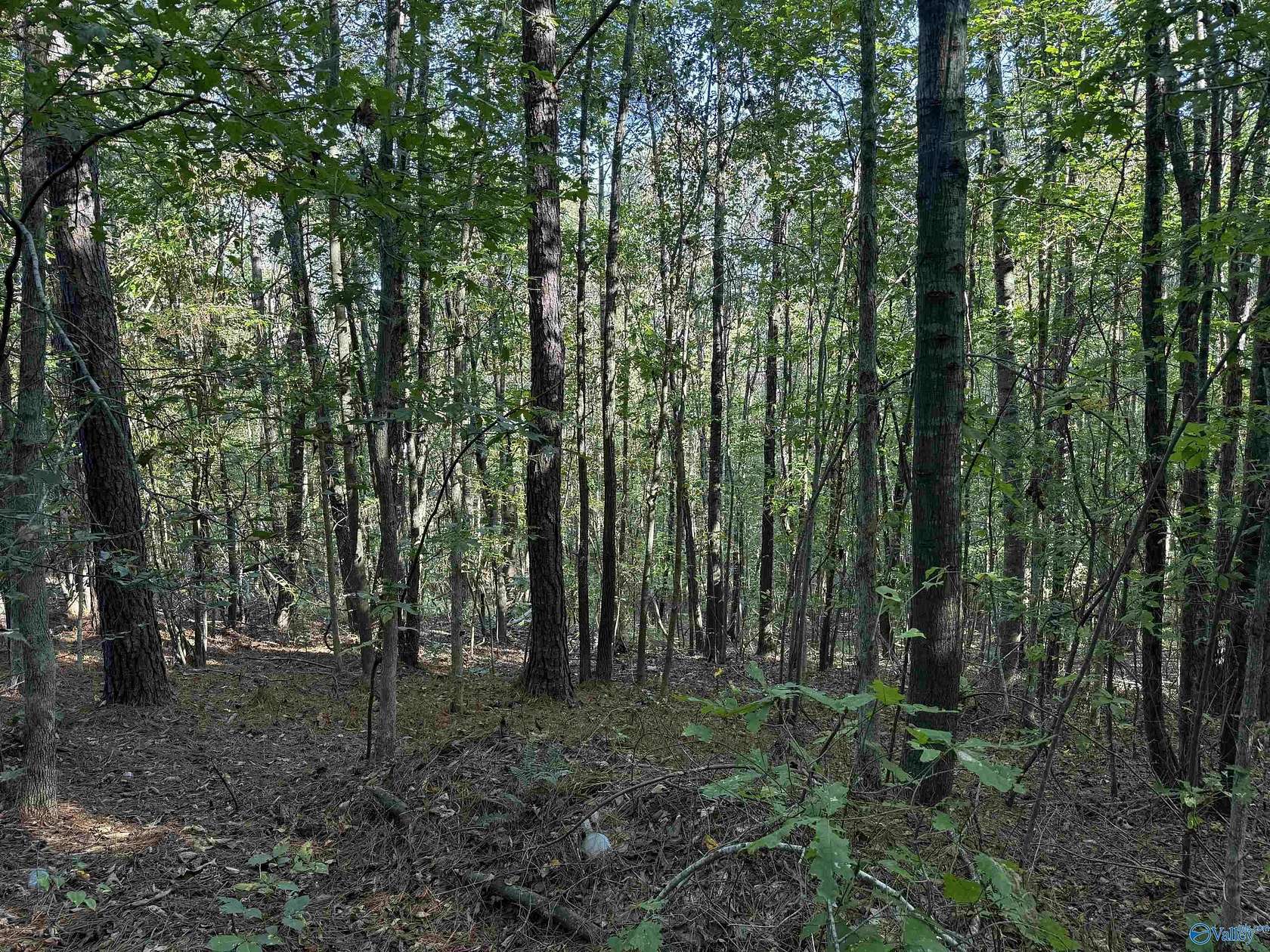 4.1 Acres of Residential Land for Sale in Bear Creek, Alabama