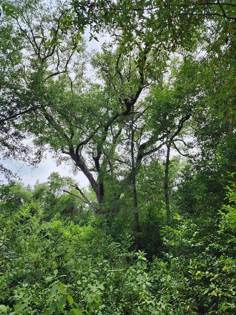 9 Acres of Residential Land for Sale in Colquitt, Georgia