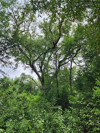 9 Acres of Residential Land for Sale in Colquitt, Georgia