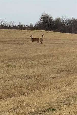 60.2 Acres of Agricultural & Residential Land for Sale in Wayne, Oklahoma