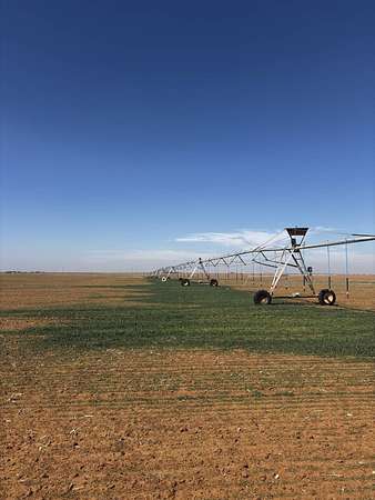 160 Acres of Agricultural Land for Sale in Muleshoe, Texas