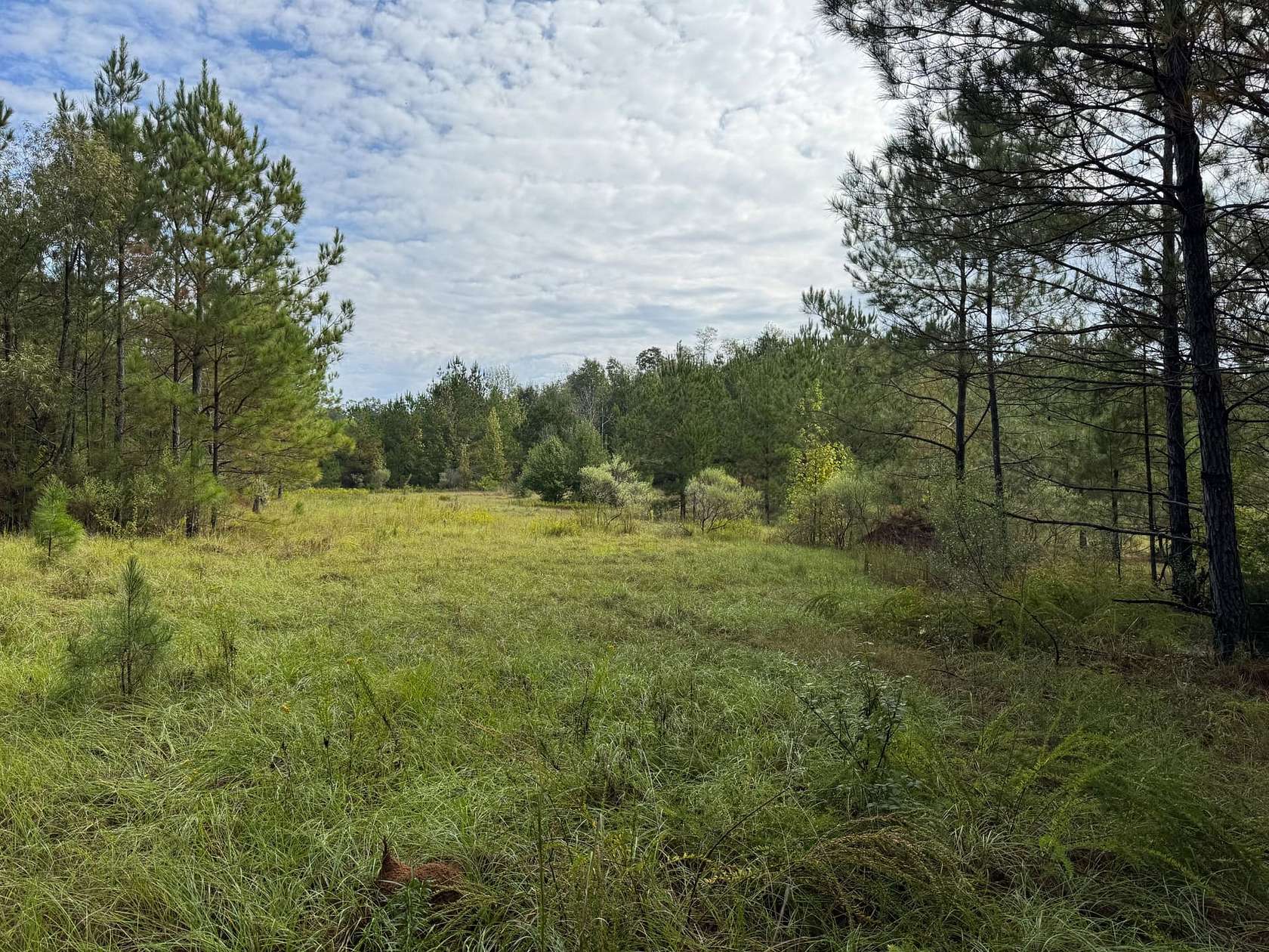 88 Acres of Recreational & Residential Land for Sale in Crystal Springs, Mississippi