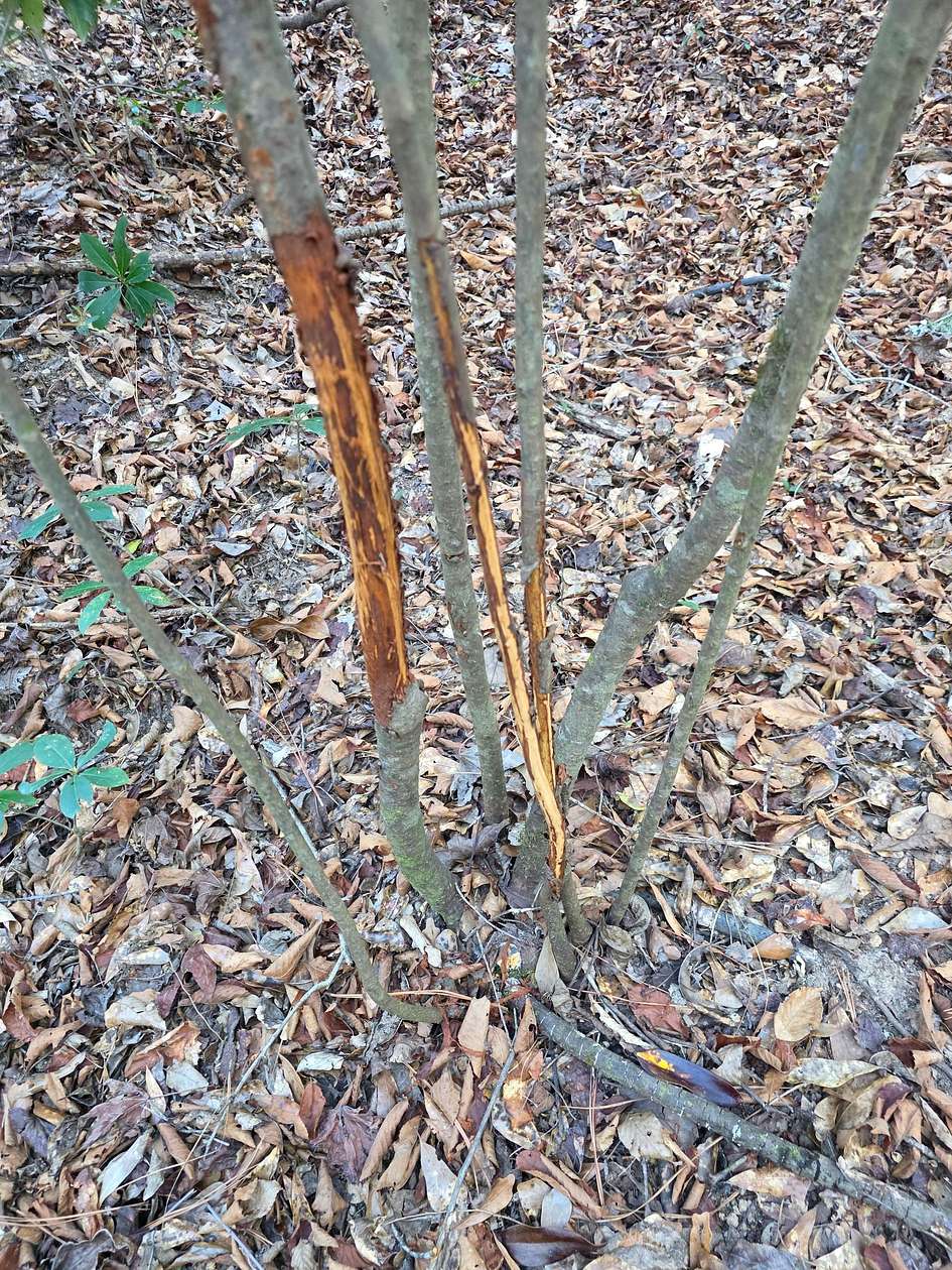 160 Acres of Recreational Land for Sale in Bogue Chitto, Mississippi