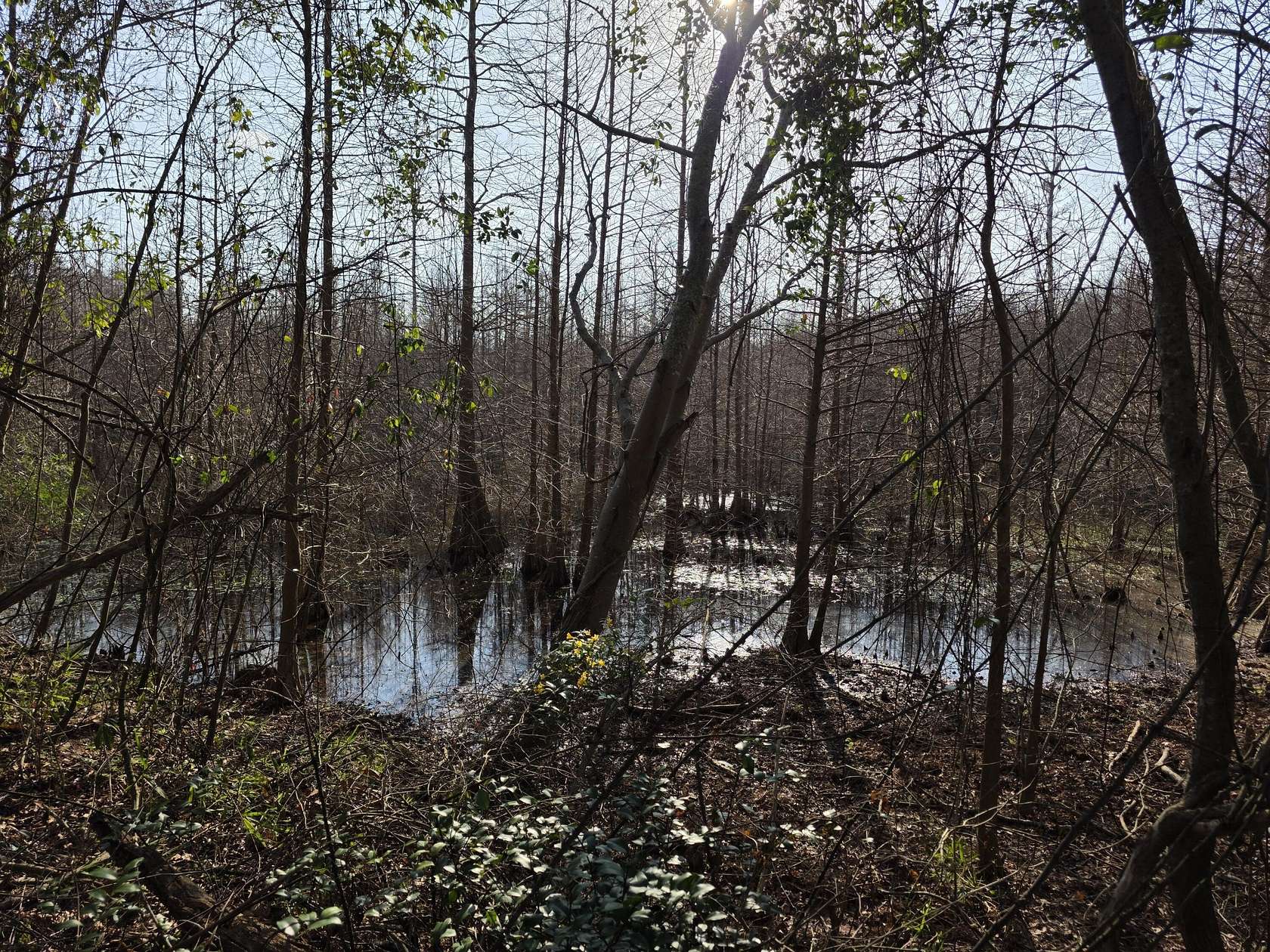 7.5 Acres of Land for Sale in Beech Island, South Carolina