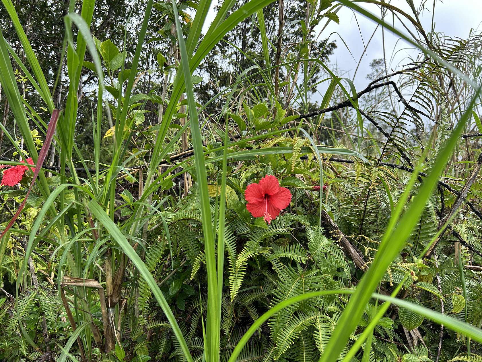 2 Acres of Residential Land for Sale in Mountain View, Hawaii