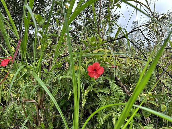 2 Acres of Residential Land for Sale in Mountain View, Hawaii