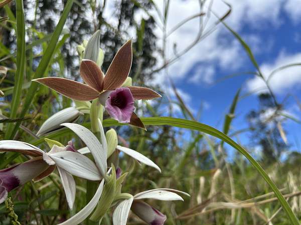 2 Acres of Residential Land for Sale in Mountain View, Hawaii