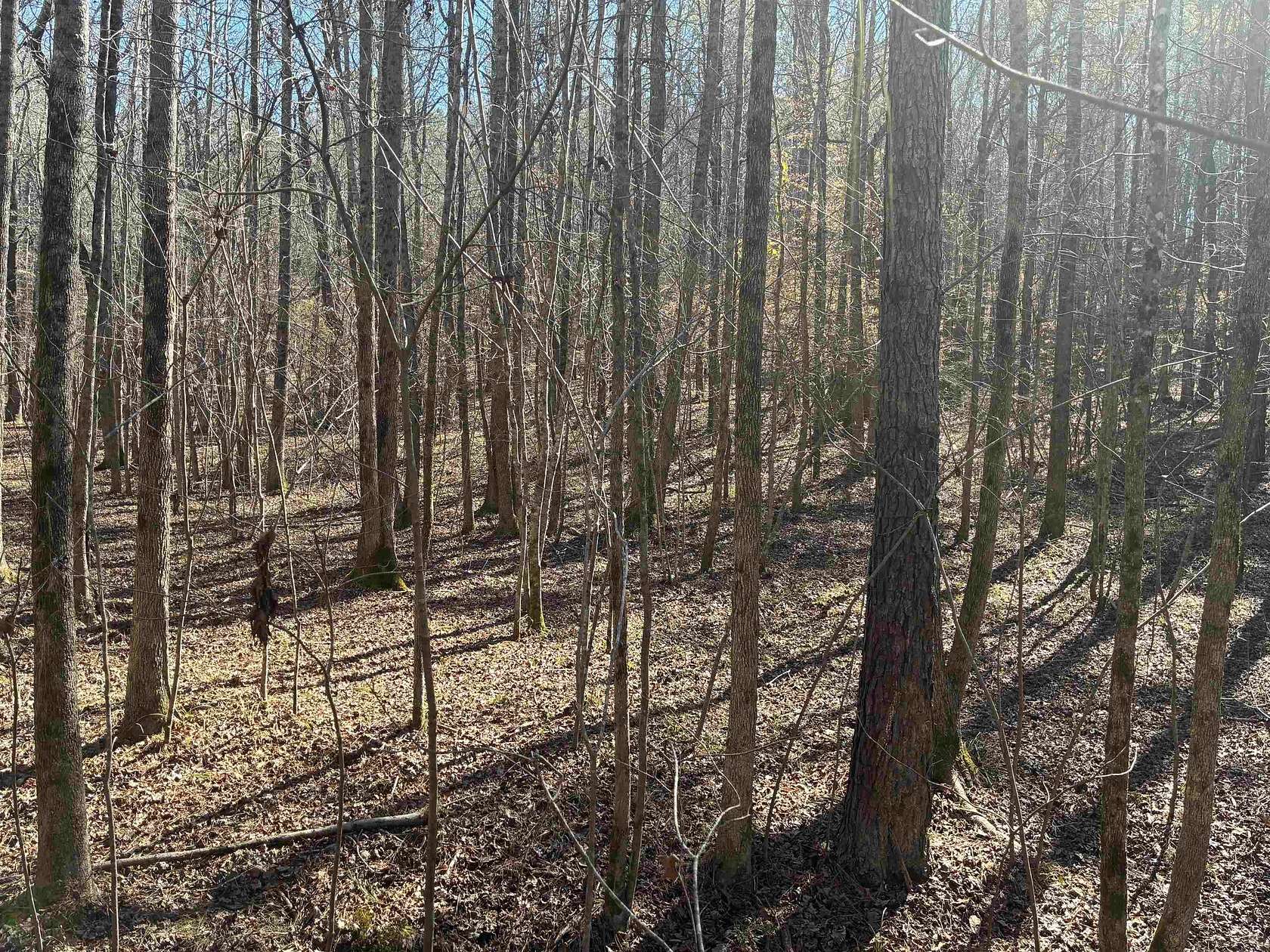 40 Acres of Land for Sale in Brilliant, Alabama