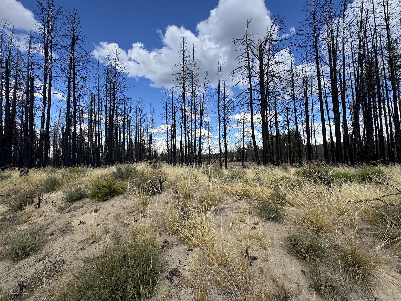 9.86 Acres of Residential Land for Sale in Beatty, Oregon