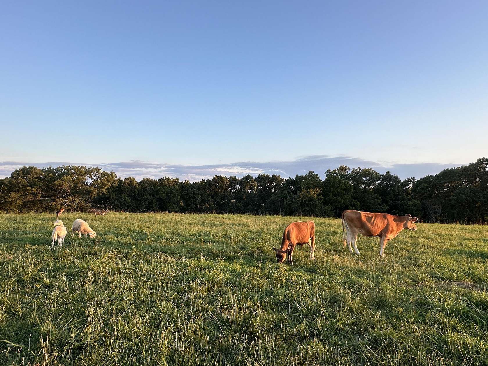 83 Acres of Agricultural Land with Home for Sale in Rueter, Missouri