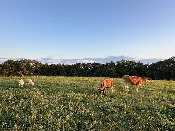 83 Acres of Agricultural Land with Home for Sale in Rueter, Missouri