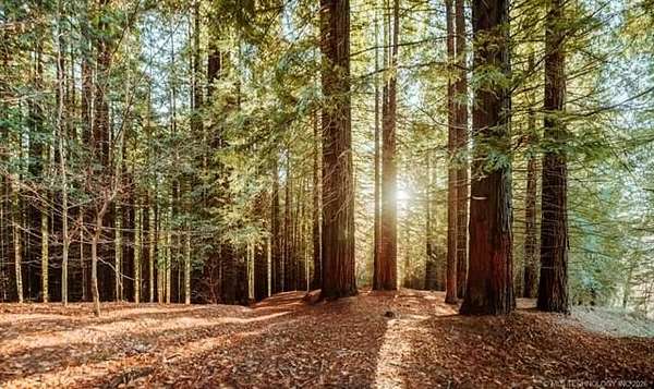 28.5 Acres of Recreational Land for Sale in Wilson, Oklahoma