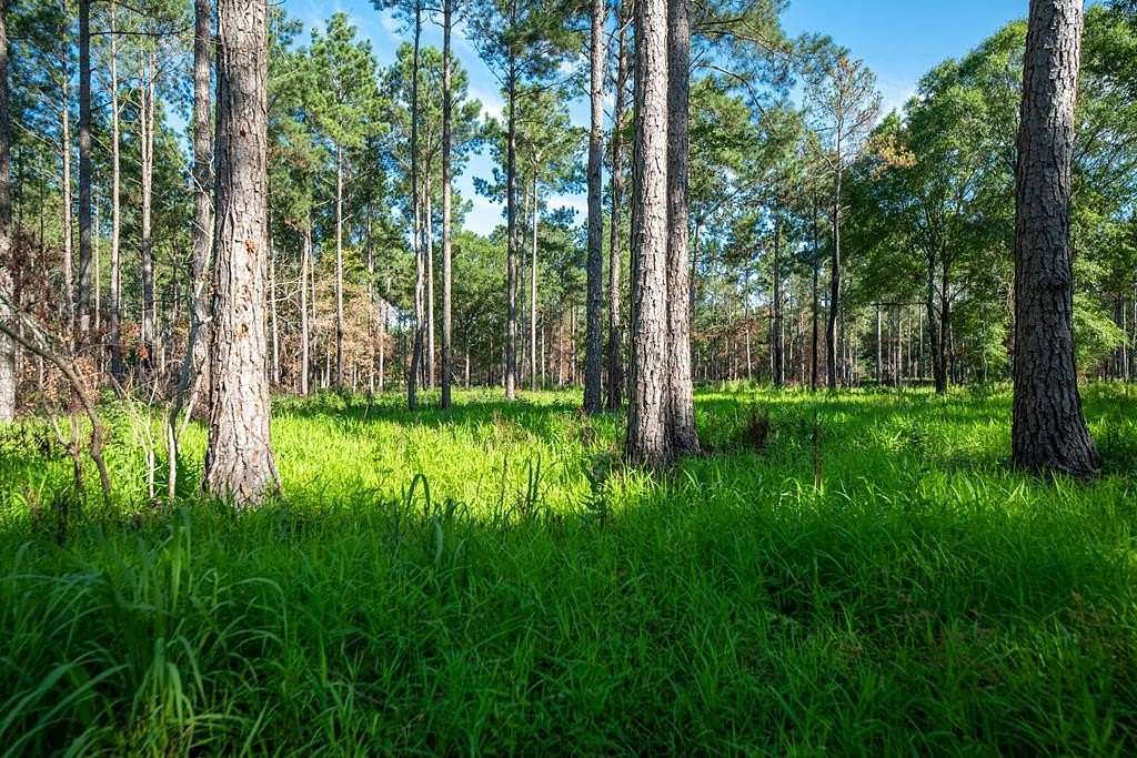 136 Acres of Land for Sale in Arlington, Georgia