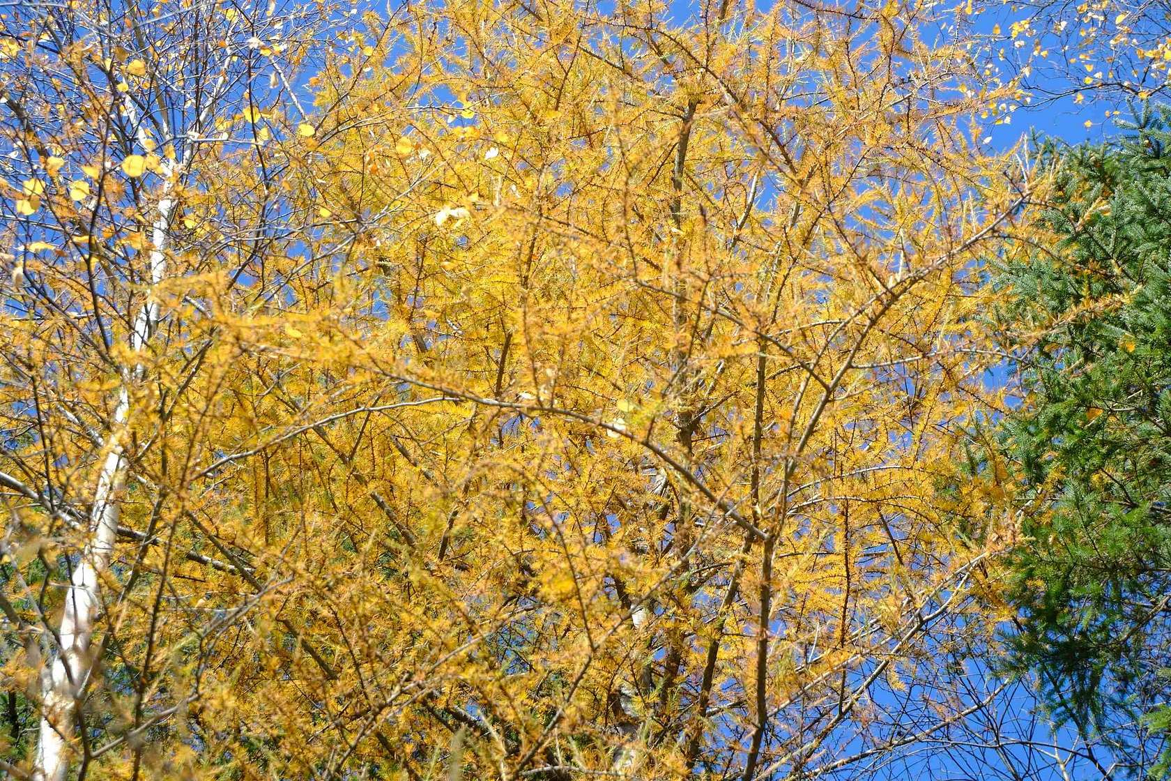 5 Acres of Residential Land for Sale in Wheelock, Vermont