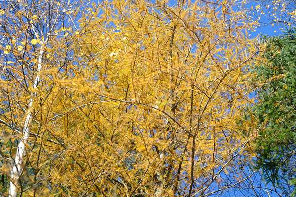 5 Acres of Residential Land for Sale in Wheelock, Vermont