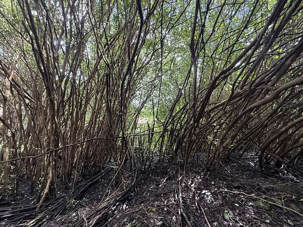 0.19 Acres of Residential Land for Sale in Pahoa, Hawaii