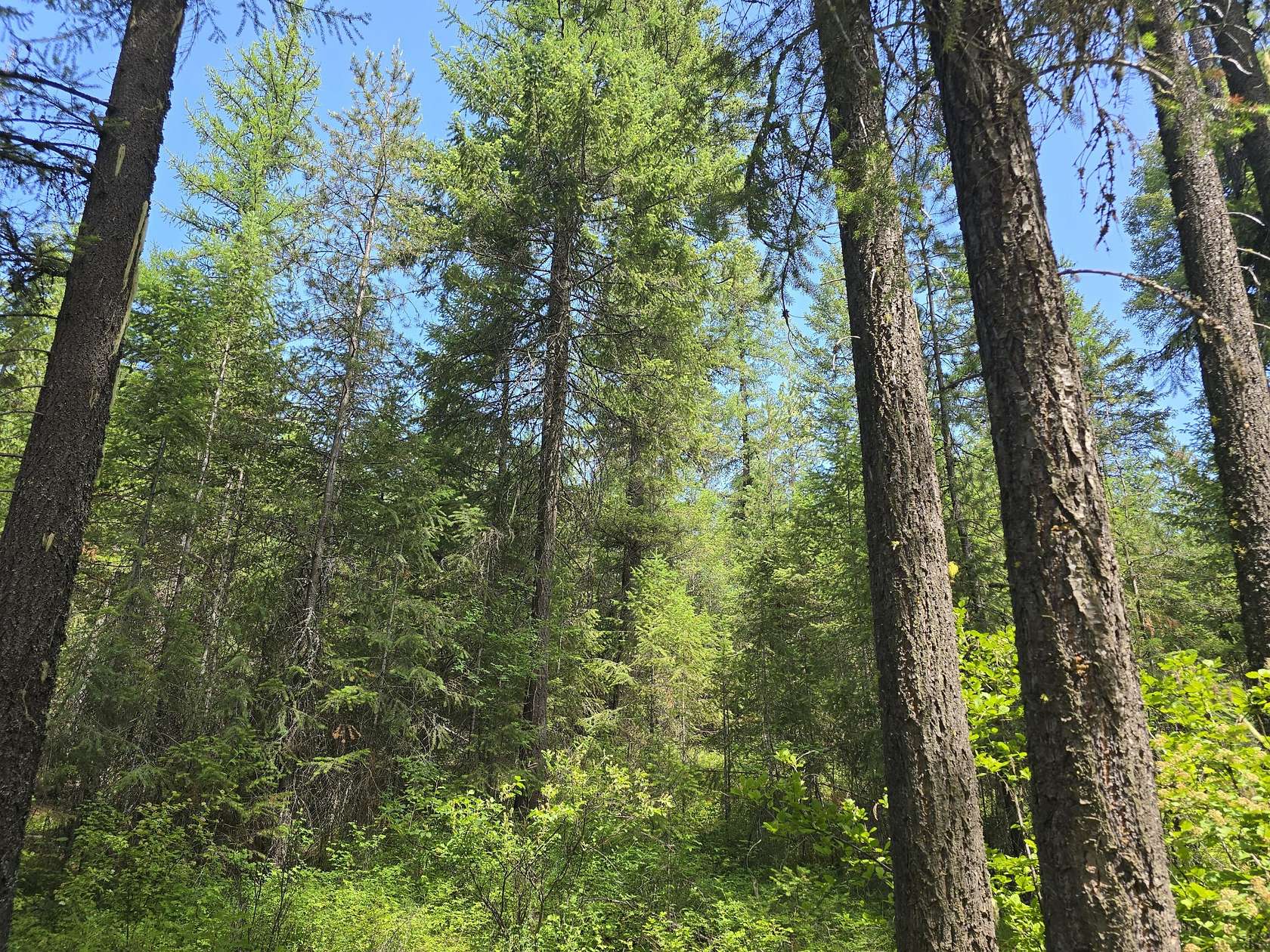 1,747 Acres of Recreational Land for Sale in Loon Lake, Washington