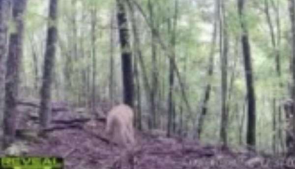 127 Acres of Recreational Land for Sale in Jackson, Kentucky