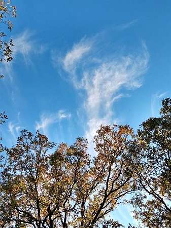 0.75 Acres of Land for Sale in Honey Grove, Texas