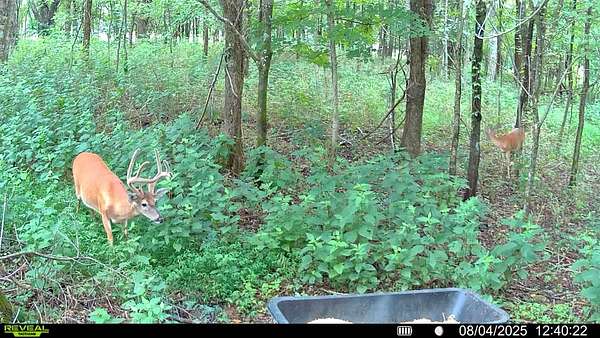 80 Acres of Recreational & Residential Land for Sale in Bethpage, Tennessee