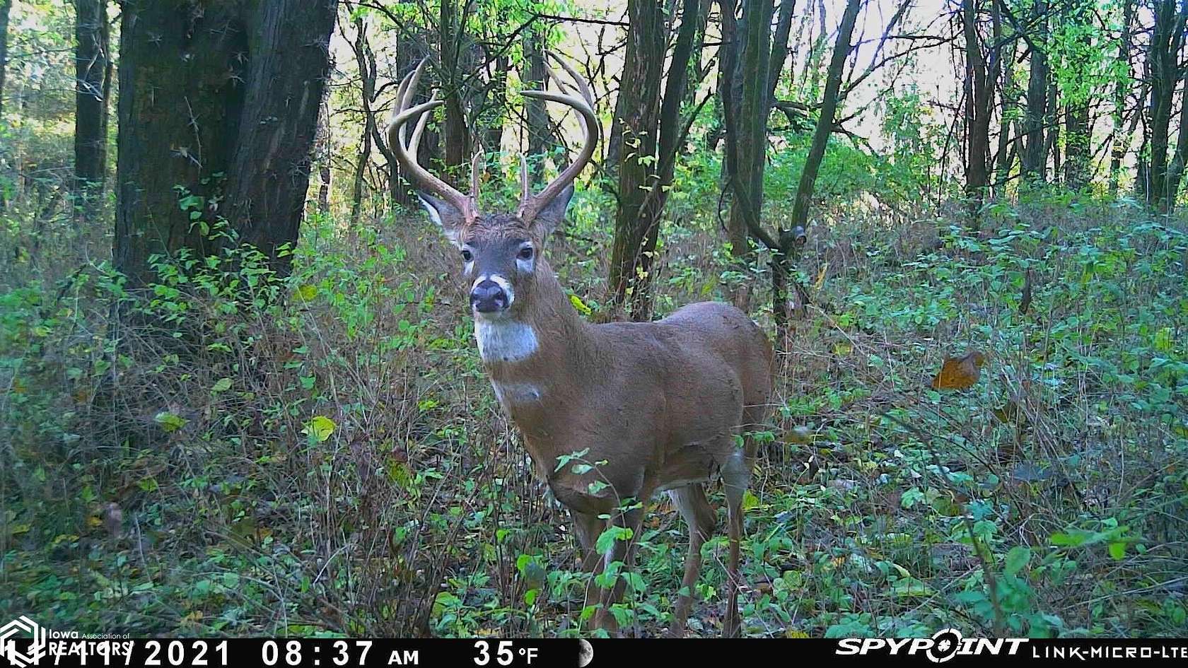 9.8 Acres of Land for Sale in Blakesburg, Iowa