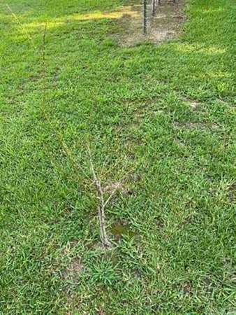 0.17 Acres of Land for Sale in Conway, Arkansas