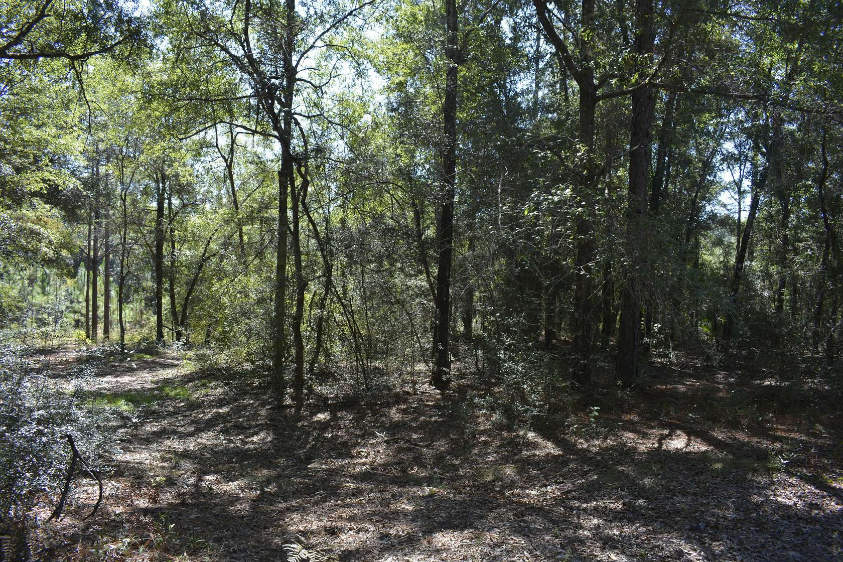 32.3 Acres of Recreational & Residential Land for Sale in Crestview, Florida