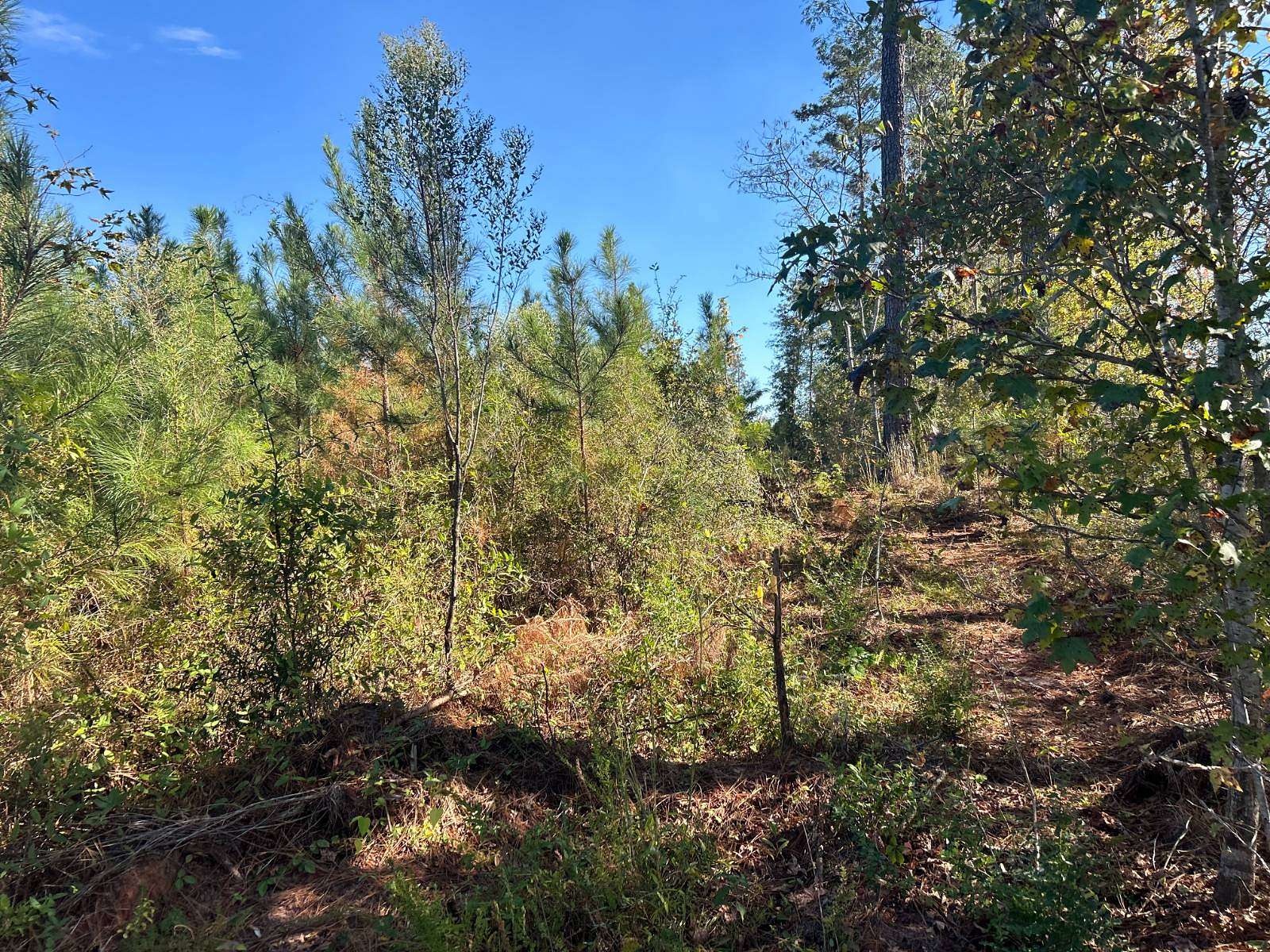 20 Acres of Land for Sale in Rose Hill, Alabama