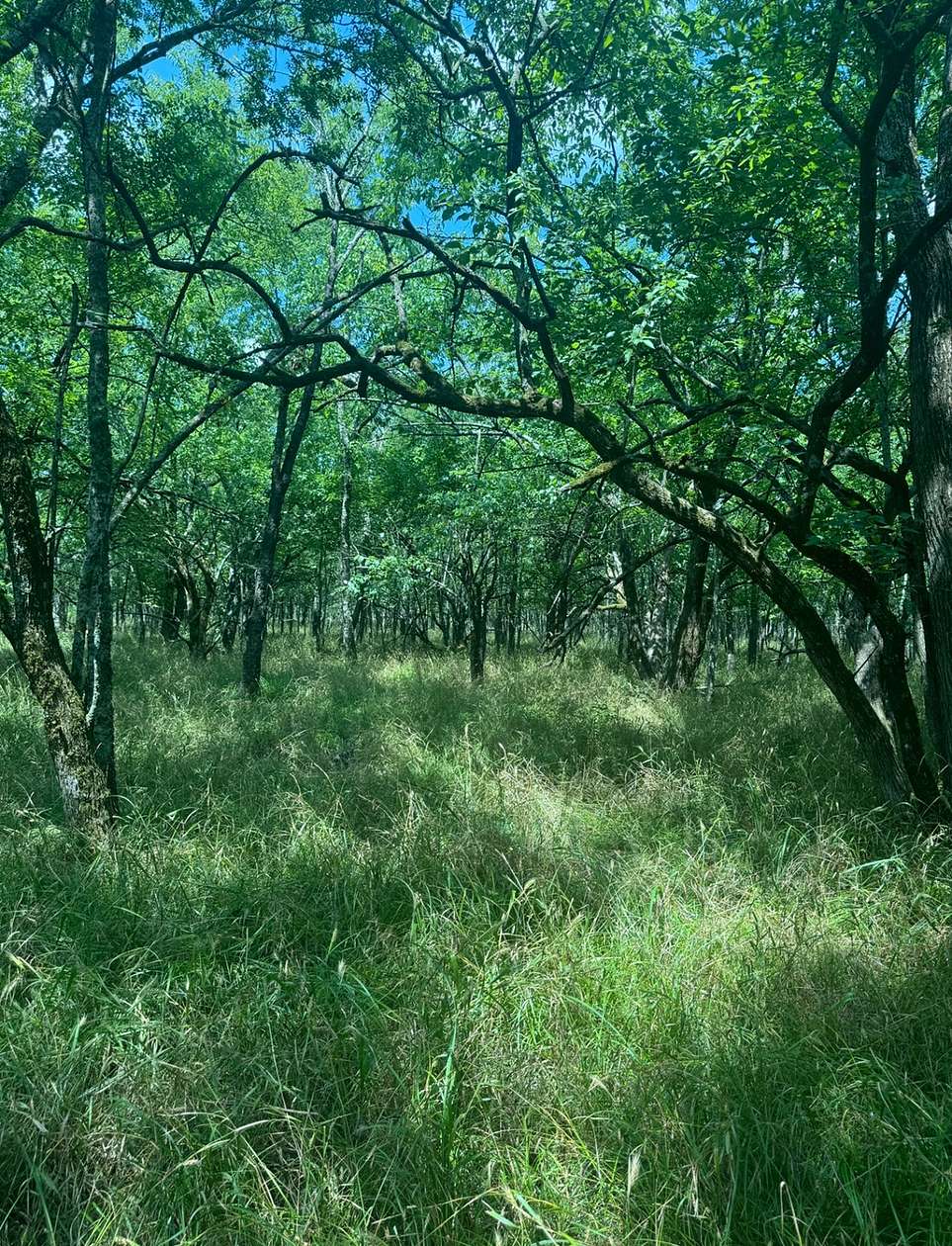 40 Acres of Recreational Land for Sale in Haworth, Oklahoma