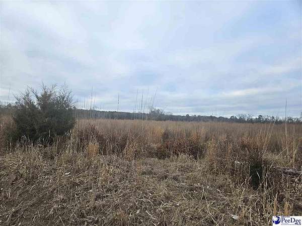 44 Acres of Land for Sale in Latta, South Carolina
