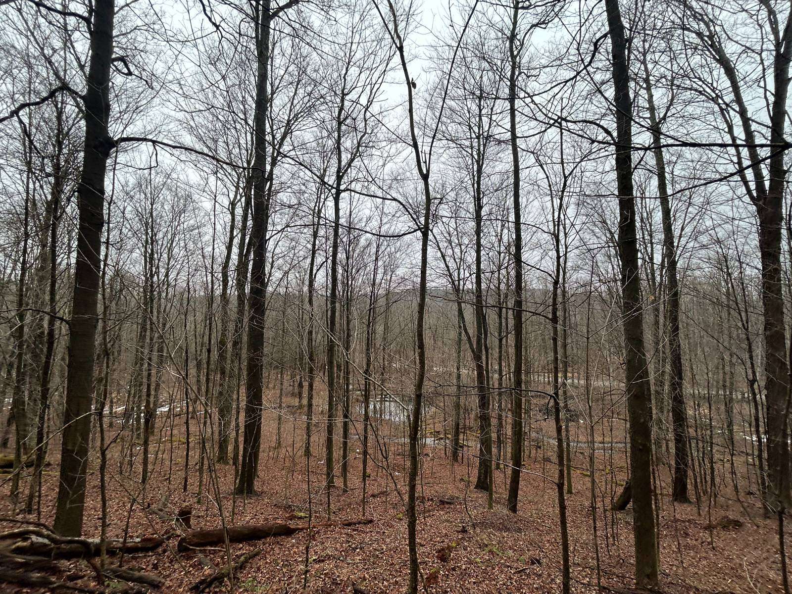 21.5 Acres of Recreational & Residential Land for Sale in Pine City, New York