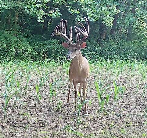 66 Acres of Land for Sale in Stout, Ohio
