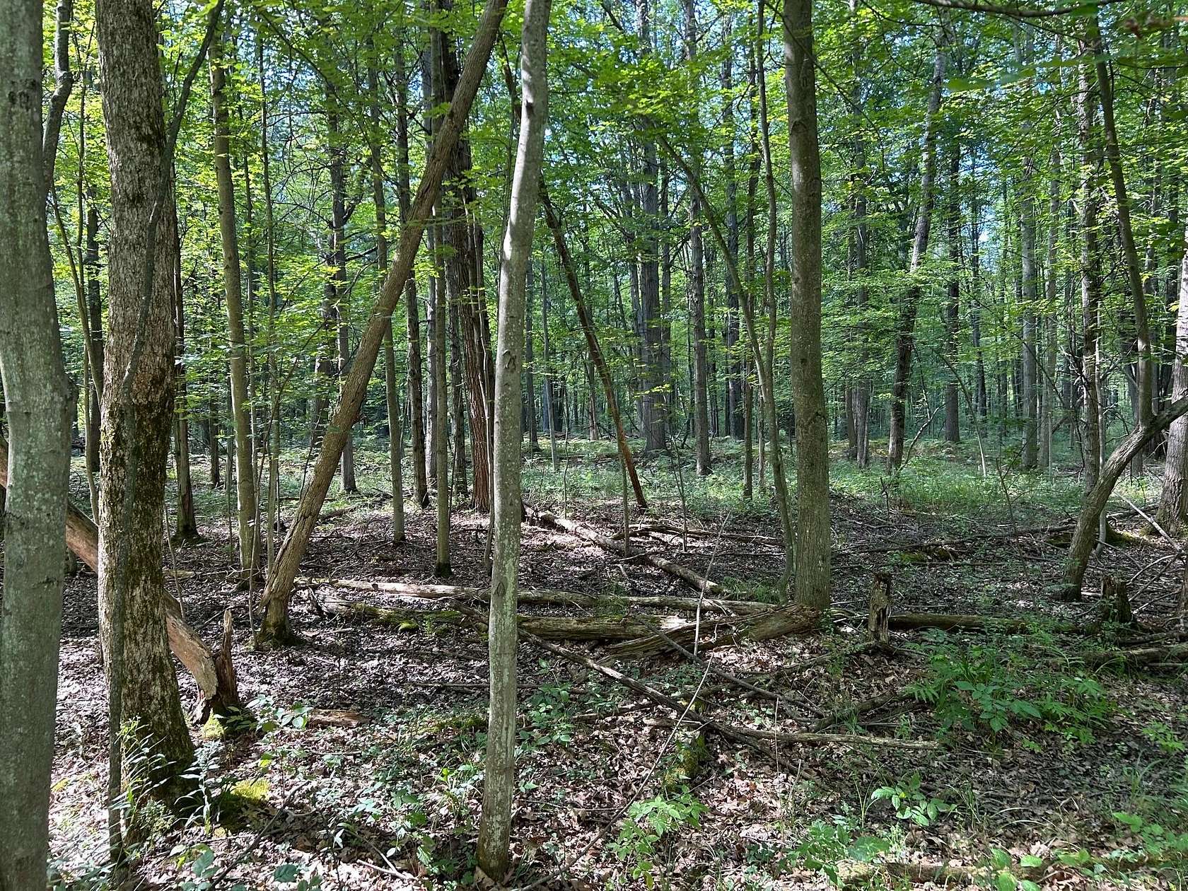 19.3 Acres of Recreational & Residential Land for Sale in Shepherd, Michigan