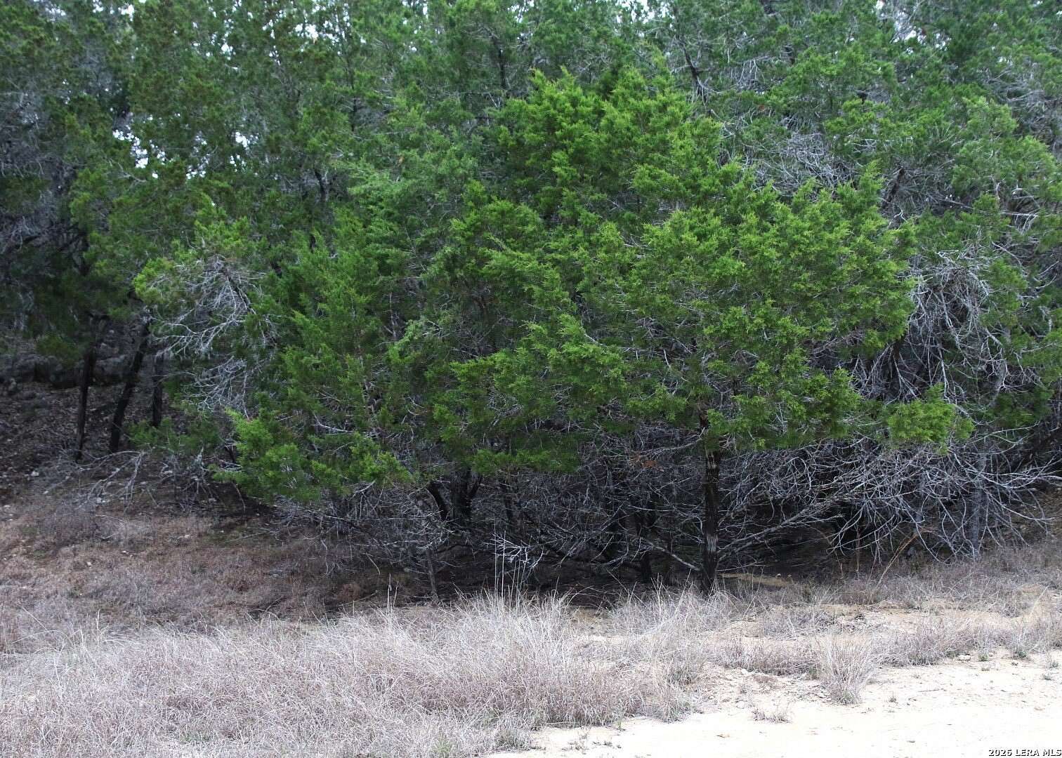 0.12 Acres of Residential Land for Sale in Pipe Creek, Texas