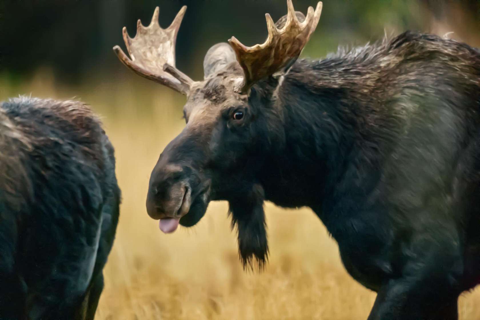 55 Acres of Recreational & Residential Land for Sale in Island Park, Idaho