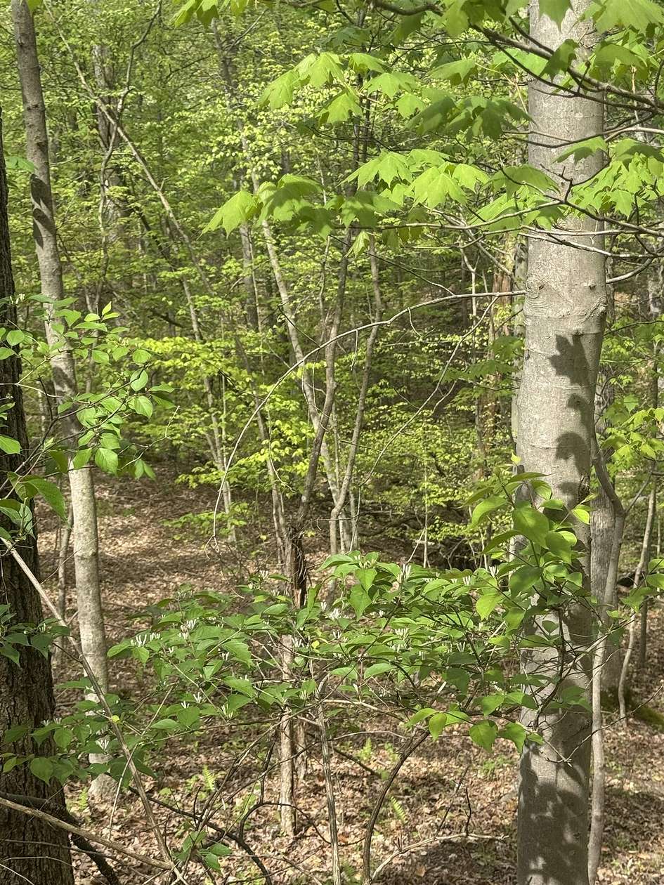 54.2 Acres of Recreational & Residential Land for Sale in Huntington, West Virginia