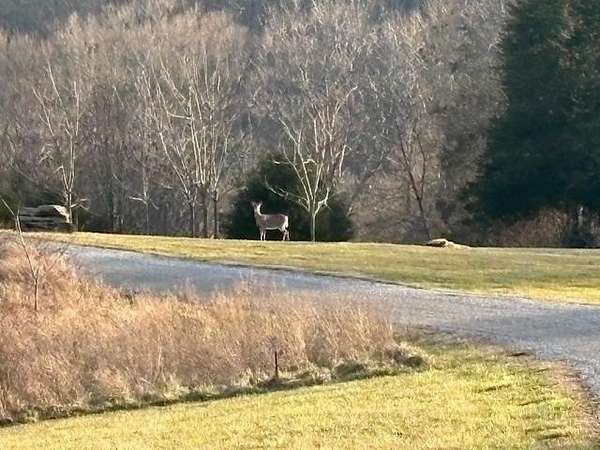 1.47 Acres of Residential Land for Sale in Burkesville, Kentucky