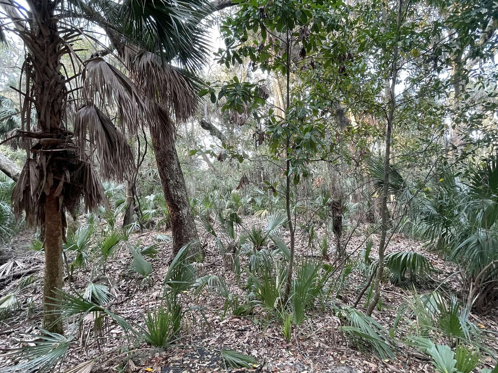 0.53 Acres of Residential Land for Sale in Edisto Beach, South Carolina