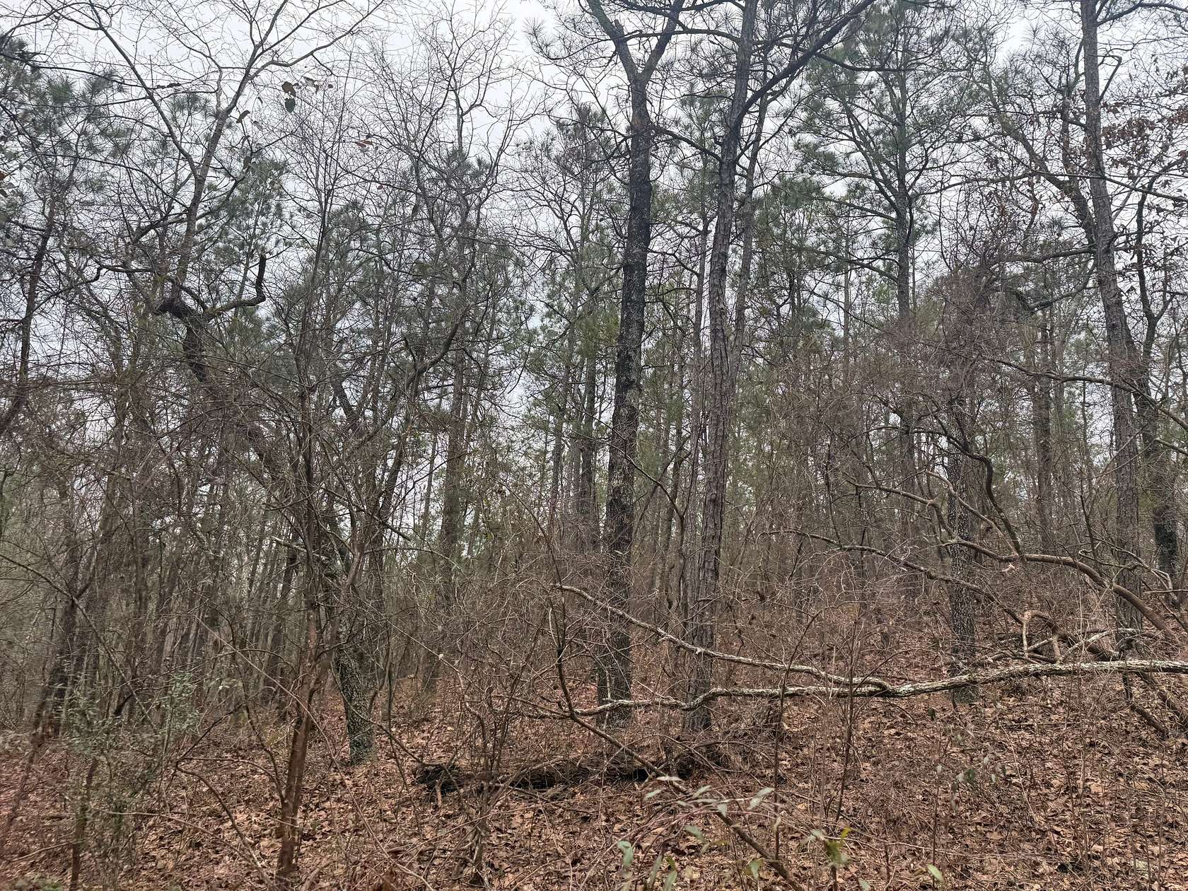 20 Acres of Land for Sale in Verbena, Alabama