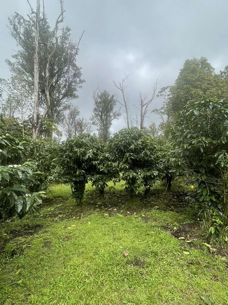 6 Acres of Land for Sale in Volcano, Hawaii