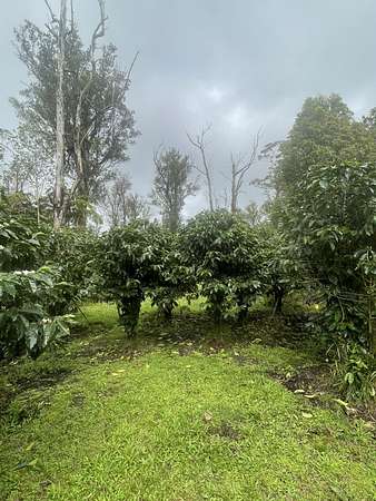 6 Acres of Land for Sale in Volcano, Hawaii