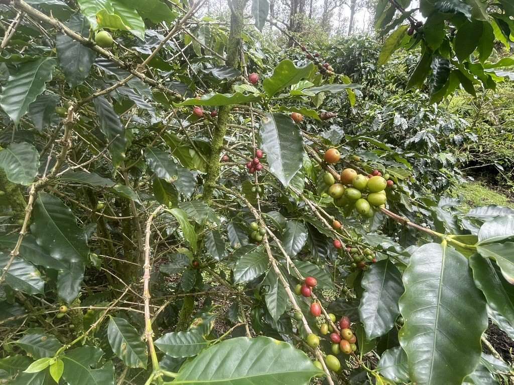 3 Acres of Land for Sale in Volcano, Hawaii