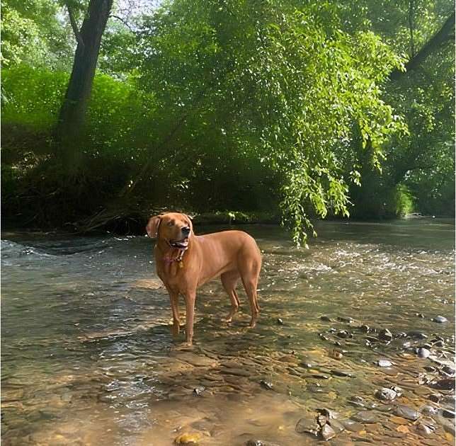 12.8 Acres of Land for Sale in Lenoir, North Carolina