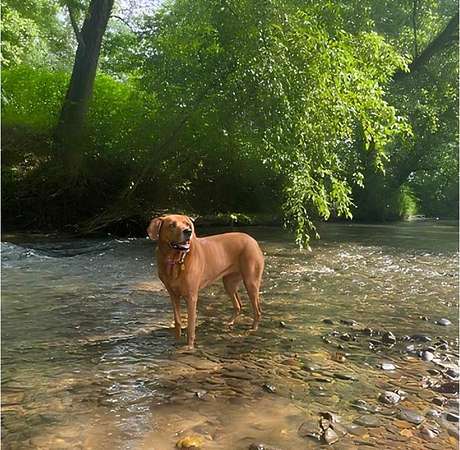 12.8 Acres of Land for Sale in Lenoir, North Carolina