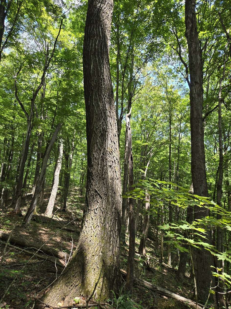 16.6 Acres of Recreational Land for Sale in Woodbury, Tennessee