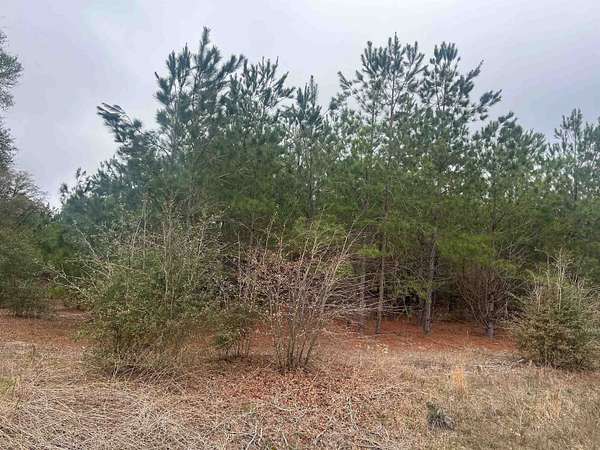 282 Acres of Land for Sale in Blenheim, South Carolina