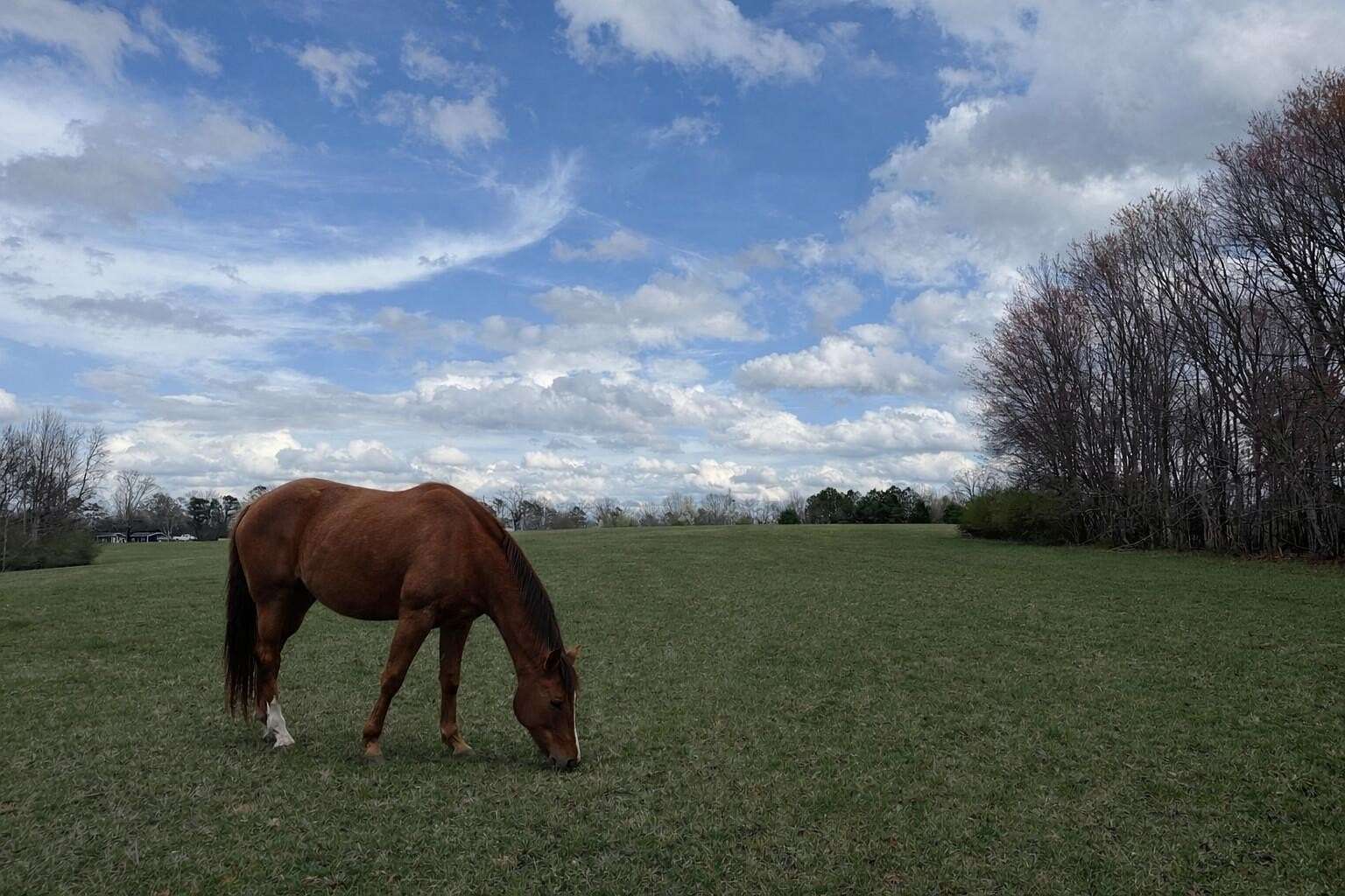 25 Acres of Agricultural & Residential Land for Sale in Flat Rock, Alabama